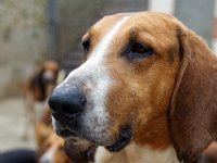 RAW 2016-04-06 10 57 03 DXO