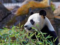 RAW 2016-04-05 09 59 06 DXO