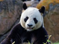 RAW 2016-04-05 10 07 06 DXO