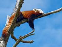 RAW 2016-04-05 11 19 DXO