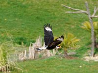 RAW 2016-04-05 14 09 02 DXO