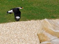 RAW 2016-04-05 14 09 04 DXO