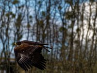 RAW 2016-04-05 14 17 03 DXO