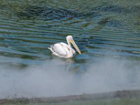 RAW 2016-04-05 14 31 01 DXO