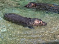 RAW 2016-04-05 14 53 02 DXO