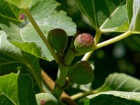 P1010104 DXO  Figues (pas encore mures hélas)