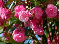 P1010189 DXO  Roses de Cofou (mais pas blanches...)