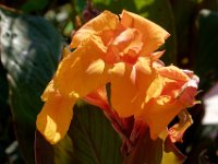 P1010197 DXO  Canna (?)