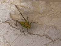 P1010480 DXO  Le cricket a été importé par les Anglais à Courfou (1814-1864) - mais il sagit ici d'un criquet ...