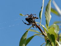 P1010493 DXO  Mygale ou pas ?