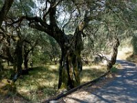 P1010508 DXO  Route sous les oliviers ...