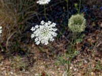 P1010509 DXO  Ombellifère (Daucus carota)