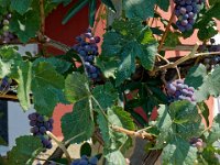 P1010515 DXO  Pas encore mur non plus...