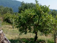 P1010516 DXO  Citroniers (fruits murs et excellents !)