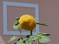 P1010519 DXO  Tournesol