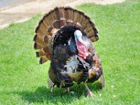 RAW 2015-05-24 12 32