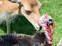 RAW 2015-05-24 12 34  la fable de la chèvre et du dindon ?