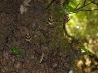 RAW 2015-07-06 09 36 : Butterflies Valley Park, Kalythies