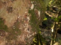 RAW 2015-07-06 09 44 : Butterflies Valley Park, Kalythies