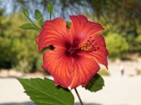 RAW 2015-07-06 16 01 DxO : Kritinia, Site archéologique de Kameiros