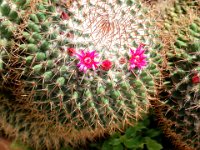 RAW 2015-07-13 10 28 01 : Kritinia, Siána