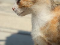 RAW 2015-07-15 10 03 : Rodos, Thermes Kalithèa