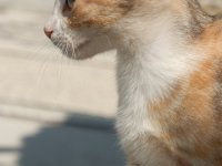 RAW 2015-07-15 10 03 DxO : Rodos, Thermes Kalithèa