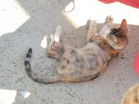 RAW 2015-07-15 10 06 01 : Rodos, Thermes Kalithèa