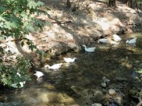 RAW 2015-07-15 11 13 : Afantou, Epta Piges - Seven Springs