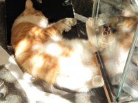 RAW 2015-07-16 11 41 : Rhodes - Vielle Ville, Rodos