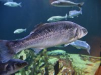 RAW 2016-10-31 13 09 01